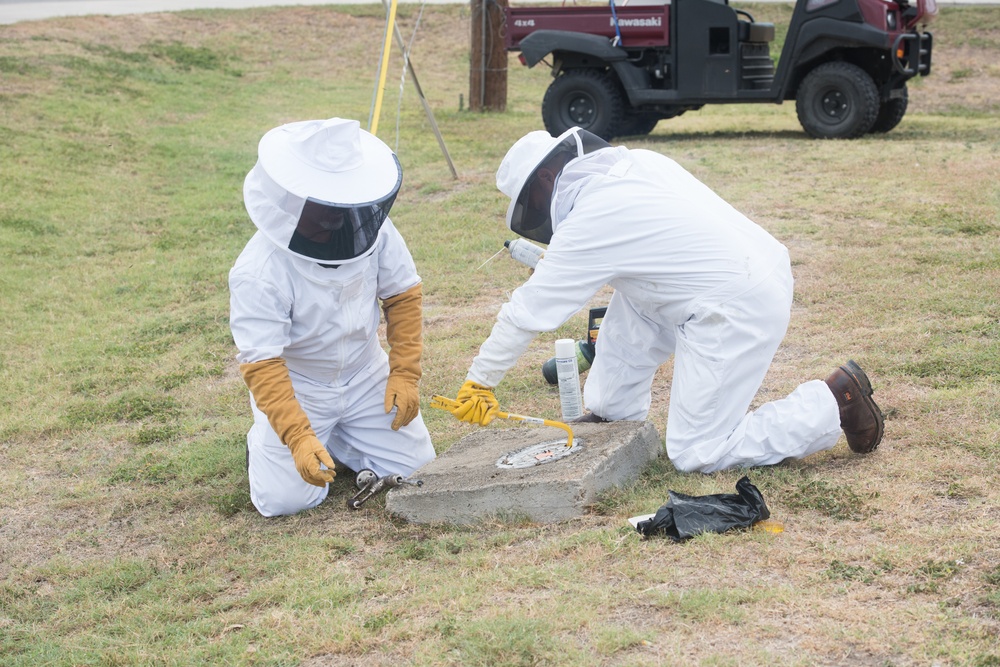 Bee Hive Removal at JBSA-Lackland