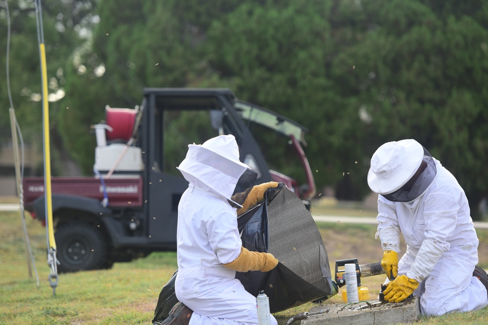 Bee Hive Removal at JBSA-Lackland