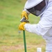 Bee Hive Removal at JBSA-Lackland