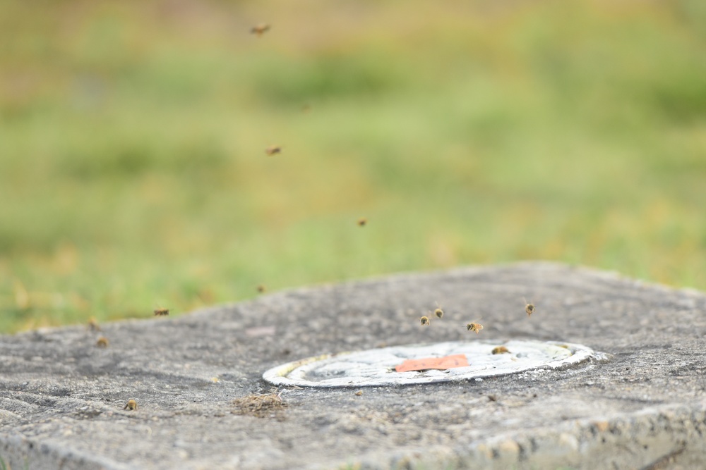 Bee Hive Removal at JBSA-Lackland