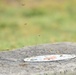 Bee Hive Removal at JBSA-Lackland