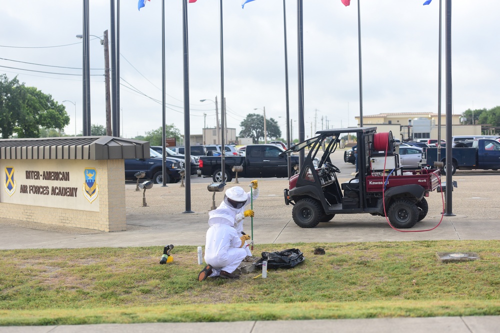 Bee Hive Removal at JBSA-Lackland