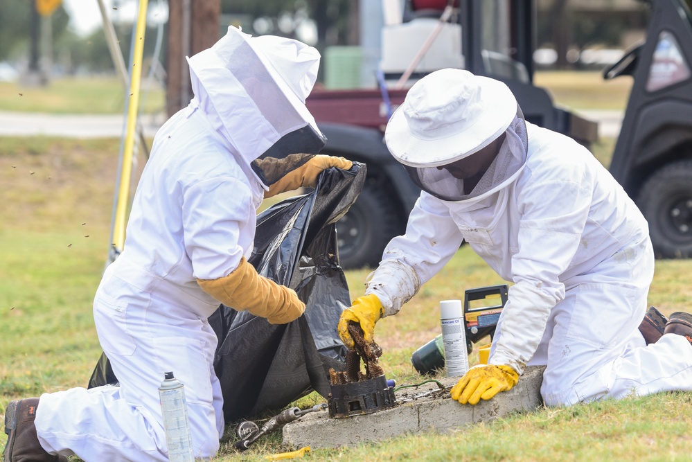 Bee Hive Removal at JBSA-Lackland