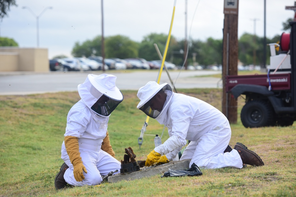 Bee Hive Removal at JBSA-Lackland