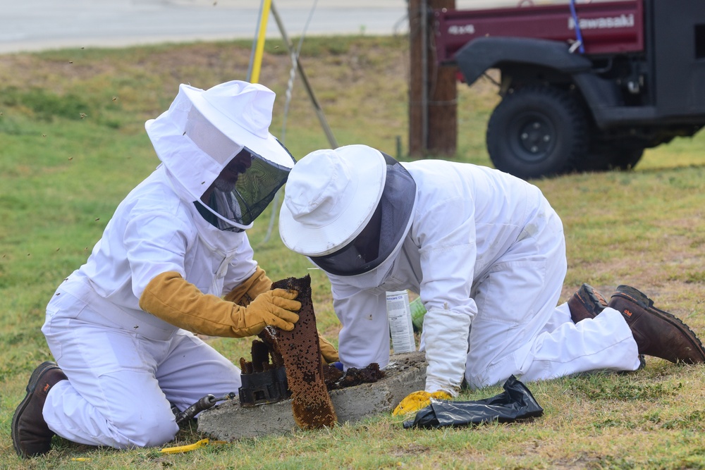 Bee Hive Removal at JBSA-Lackland