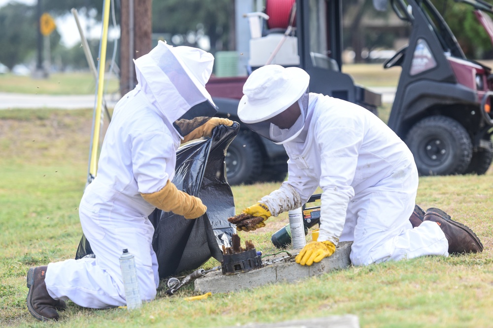 Bee Hive Removal at JBSA-Lackland