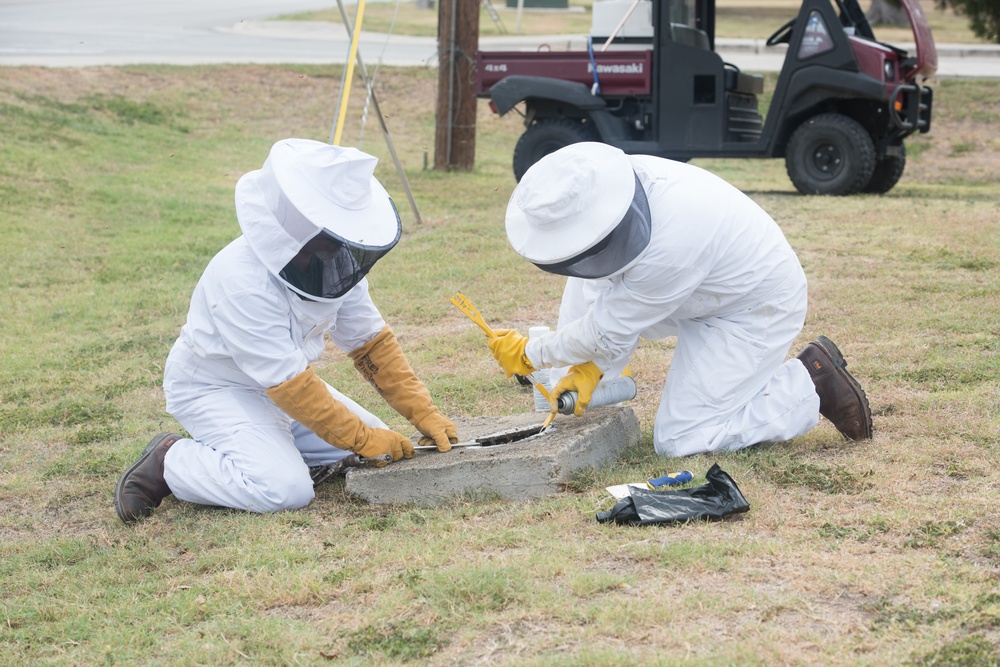 Bee Hive Removal at JBSA-Lackland