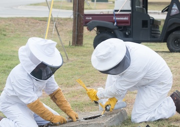 Bee Hive Removal at JBSA-Lackland
