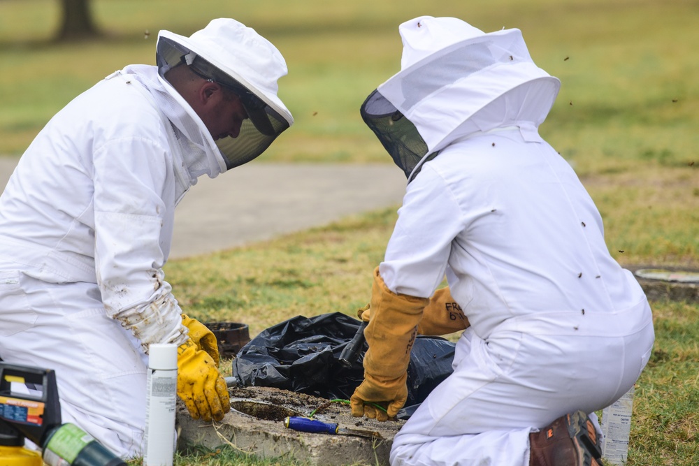 Bee Hive Removal at JBSA-Lackland