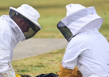 Bee Hive Removal at JBSA-Lackland