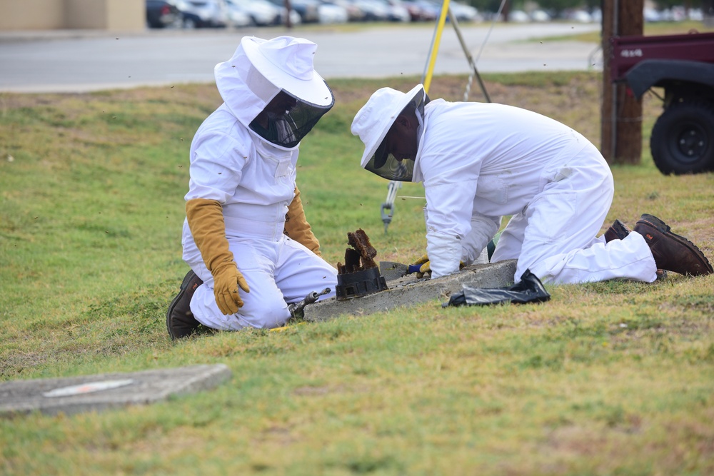 Bee Hive Removal at JBSA-Lackland