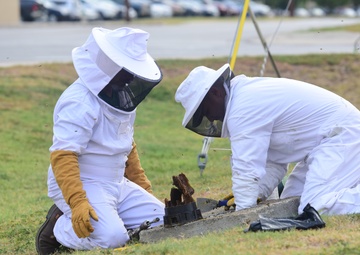 Bee Hive Removal at JBSA-Lackland