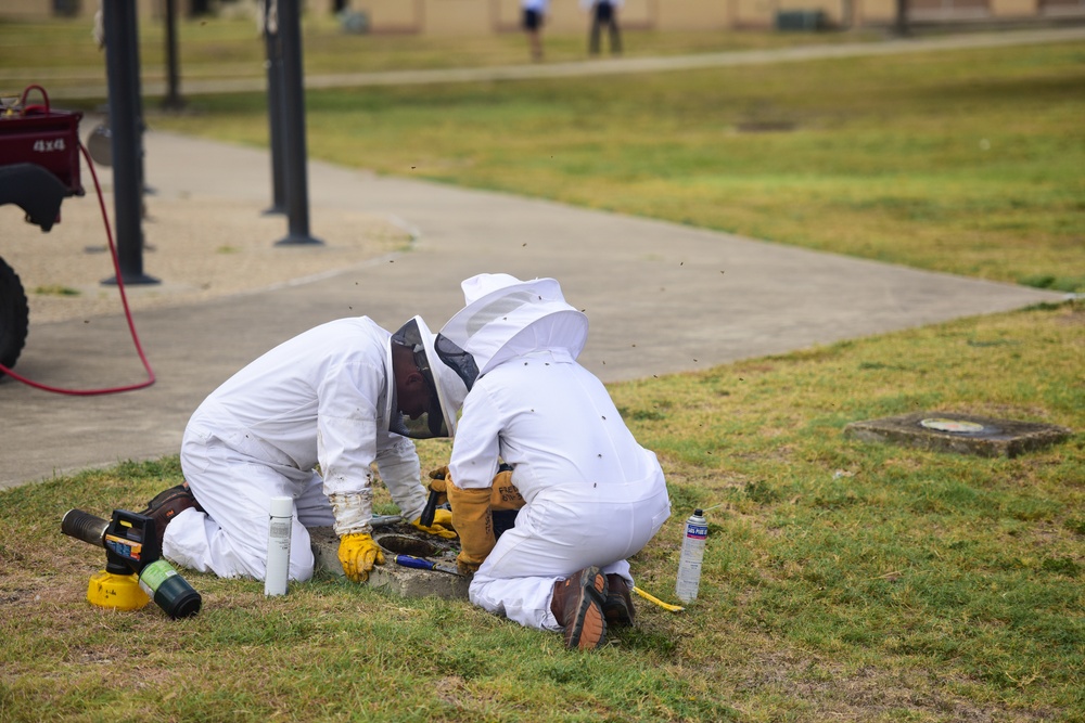 Bee Hive Removal at JBSA-Lackland