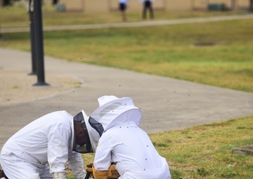 Bee Hive Removal at JBSA-Lackland