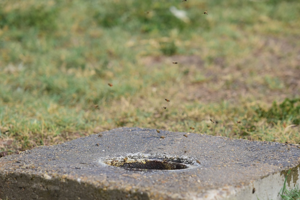 Bee Hive Removal at JBSA-Lackland