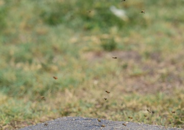 Bee Hive Removal at JBSA-Lackland