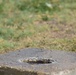 Bee Hive Removal at JBSA-Lackland