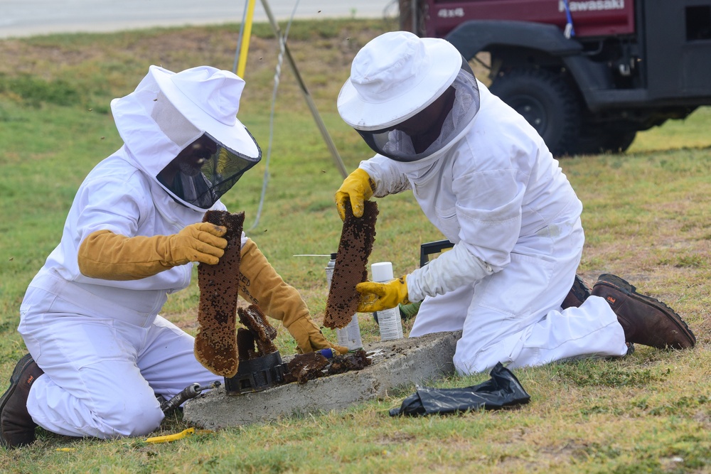 Bee Hive Removal at JBSA-Lackland