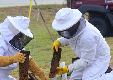 Bee Hive Removal at JBSA-Lackland