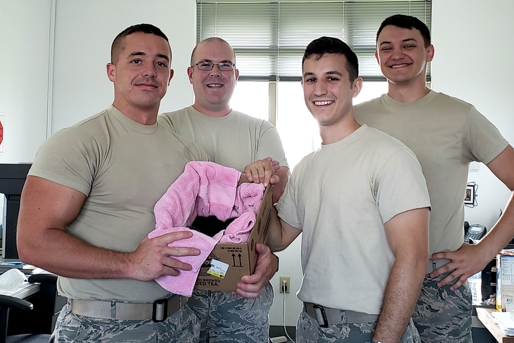 Felines found on flightline