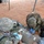 Combat Medics Conduct Life-like Combat Casualty Care During Operation Hickory Sting Combat Medics Conduct Life-like Combat Casualty Care During Operation Hickory Sting