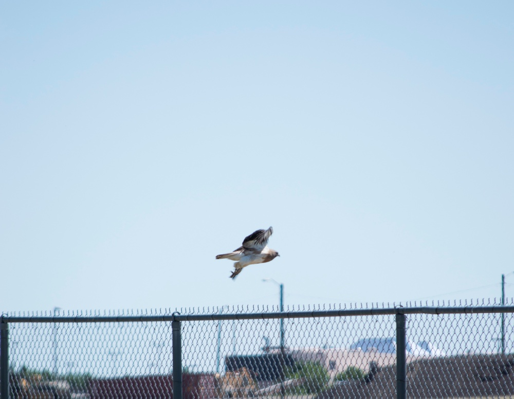 Keeping watch: Wildlife biologist surveys Peterson AFB for animals