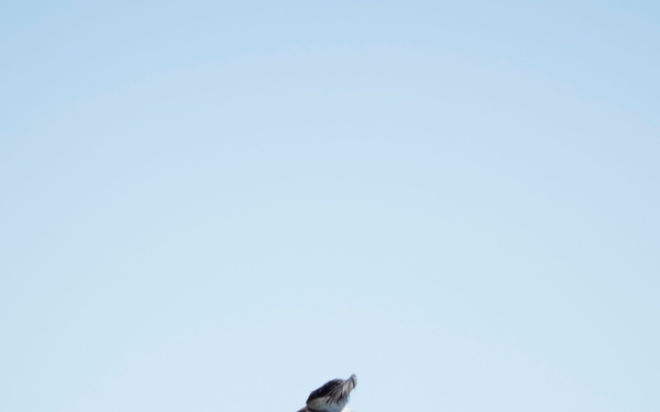 Keeping watch: Wildlife biologist surveys Peterson AFB for animals