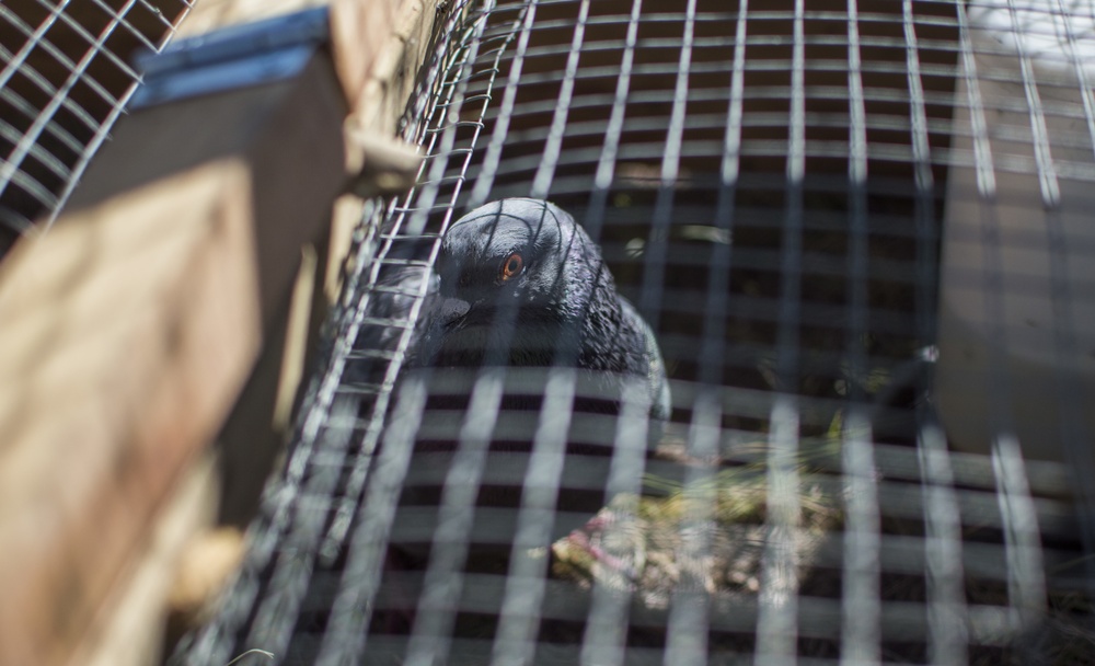 Keeping watch: Wildlife biologist surveys Peterson AFB for animals