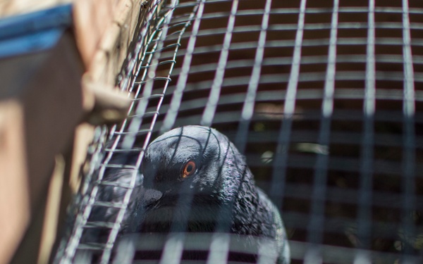 Keeping watch: Wildlife biologist surveys Peterson AFB for animals