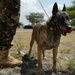 U.S. servicemembers, Kenya Defense Force conduct military working dog information exchange
