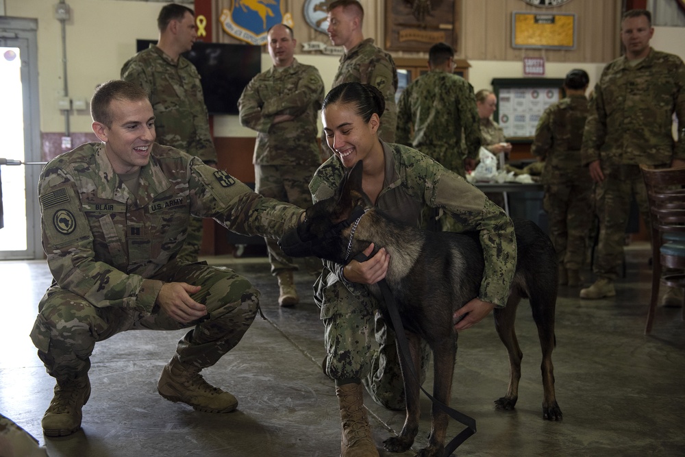 Canine Tactical Combat Casualty Care Training