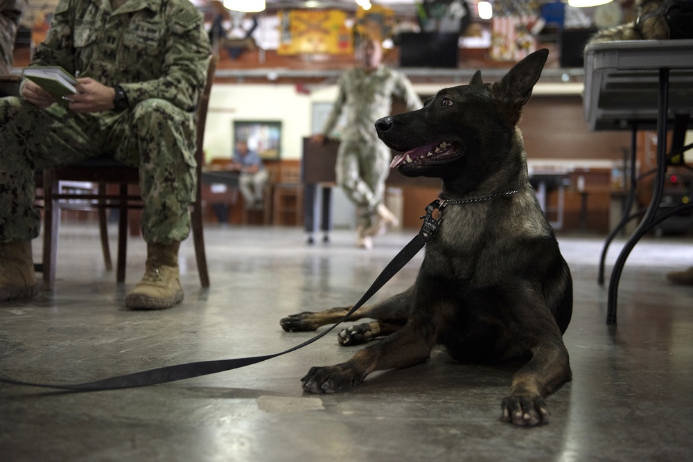 Canine Tactical Combat Casualty Care Training