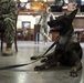 Canine Tactical Combat Casualty Care Training