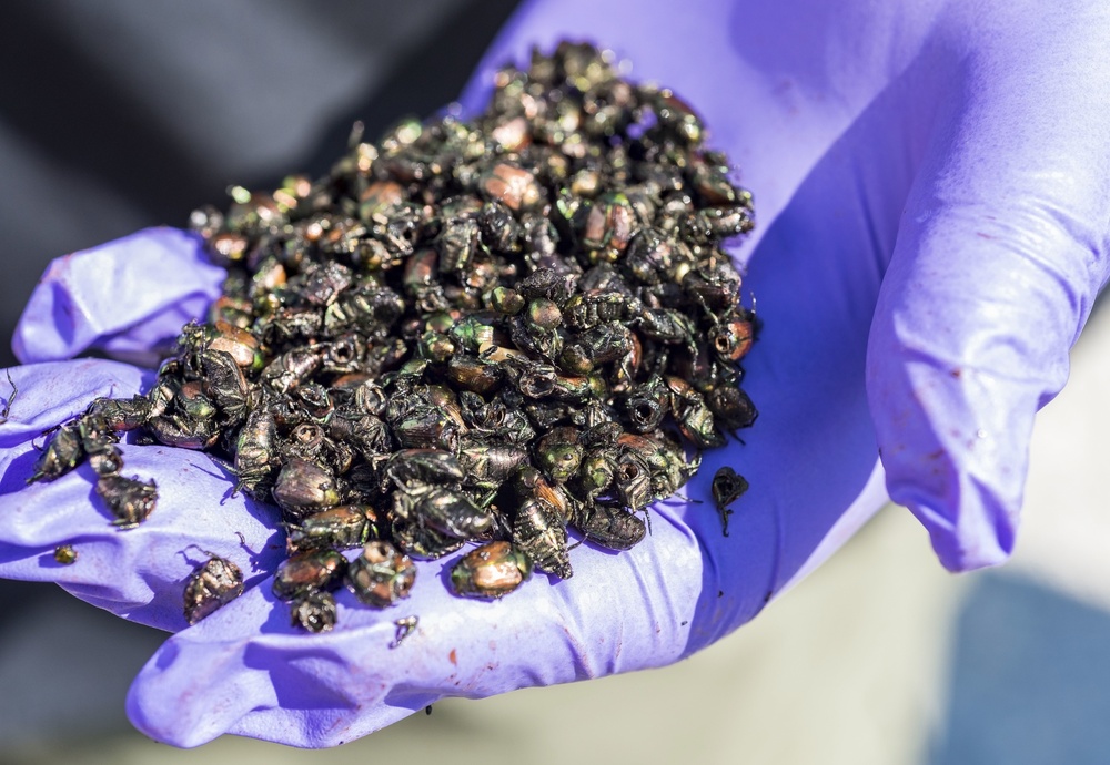 USDA, Dover AFB partner for Japanese beetle infestation control test