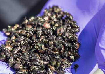 USDA, Dover AFB partner for Japanese beetle infestation control test