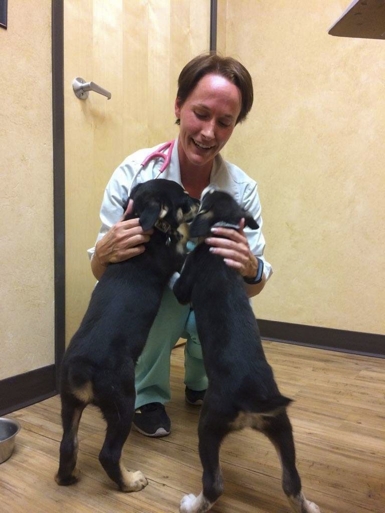 Couple provides support for foster animals