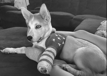 Couple provides support for foster animals