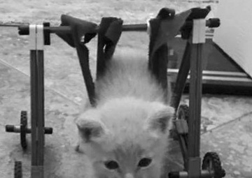 Couple provides support for foster animals