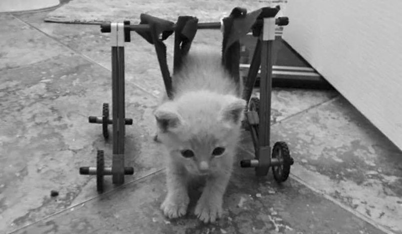 Couple provides support for foster animals