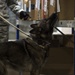 Airmen conduct military working dog training