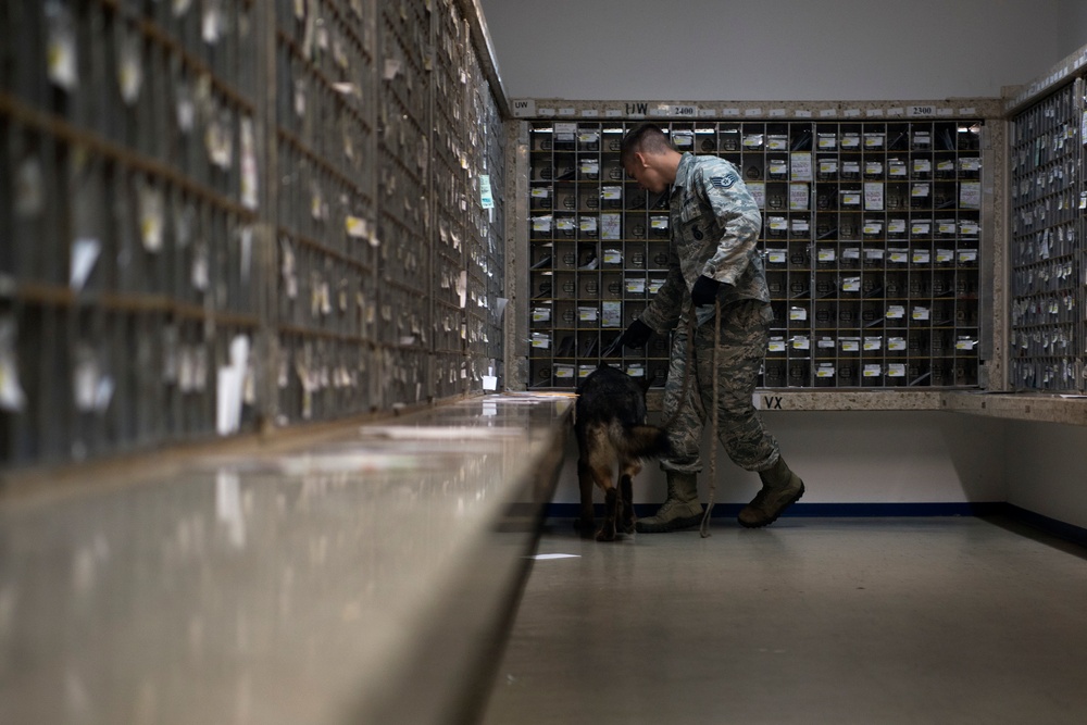 Airmen conduct military working dog training