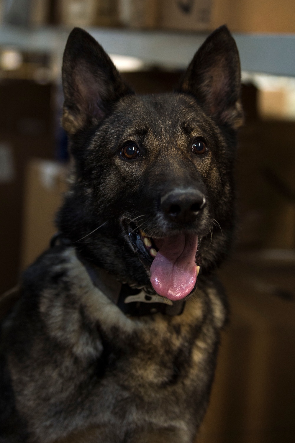 Airmen conduct military working dog training