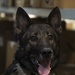 Airmen conduct military working dog training