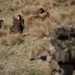 New Zealand soldiers hike through Waiouru Military Camp