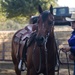 Reserve Citizen Airman horse cutting competitor