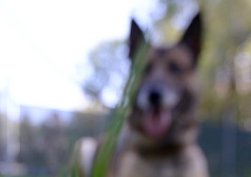 Military Police Dogs Train in Germany