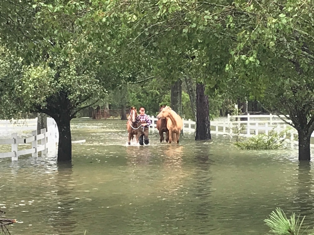 Coast Guard helps man free horses near Lumberton, N.C.