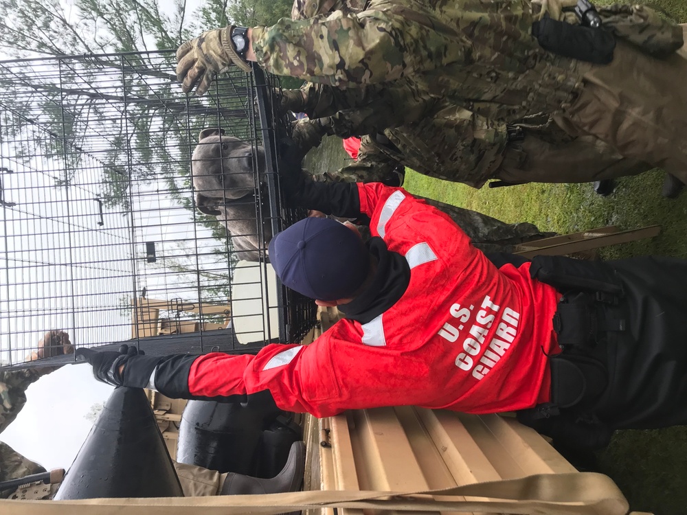 Coast Guard rescues pets in response to Hurricane Florence.