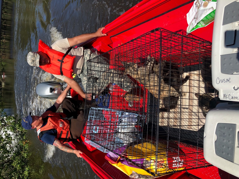 Coast Guard and National Guard members rescue 16 cats