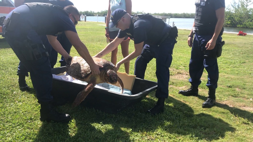 Coast Guard, partner agencies rescue injured sea turtle 2 miles southeast of Plantation Key